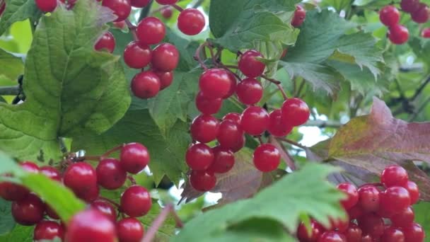 Red Clusters Viburnum Berries Green Leaves Close — Stock Video
