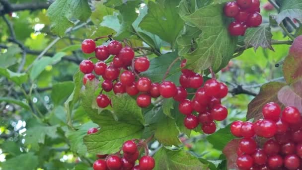 緑色の葉の間に赤いビブラム果実の束が熟します — ストック動画
