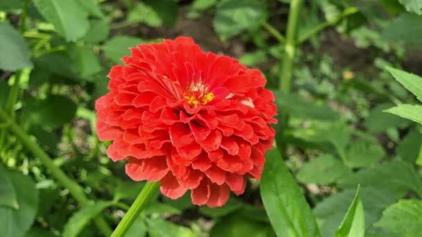 Zinnia Roja Esponjosa Jardín Veraniego Florece Sobre Arbusto Jardinería Hobby — Vídeo de stock