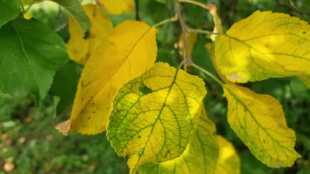 Grandes Folhas Uma Árvore Maçã Ficam Amarelas Jardim Close Início — Vídeo de Stock