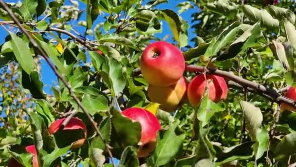Pommes Rouges Juteuses Parmi Les Feuilles Vertes Les Branches Sur — Video