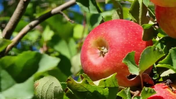 사과는 사이에 가지에서 자란다 클로즈업 수확기 — 비디오