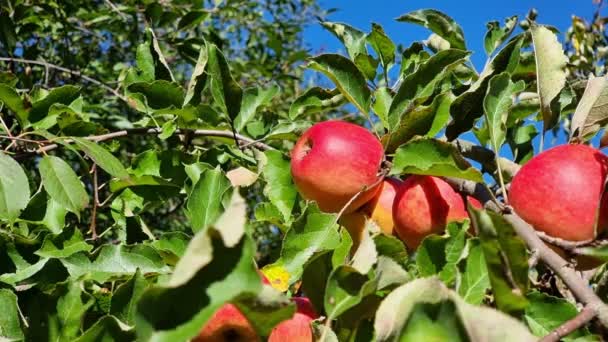 배경의 잎자루 사이에는 사과들 이나무 가지에 매달려 수확기 — 비디오