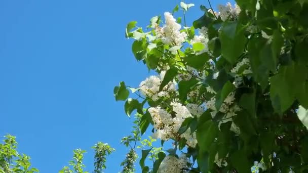 Ramos Lilás Branco Fundo Céu Azul Claro Primavera Tempo Ensolarado — Vídeo de Stock