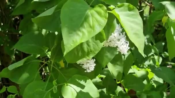 Zwykły Liliowy Banda Małych Białych Kwiatów Krzewie Ozdobnym Krzew Liliowy — Wideo stockowe