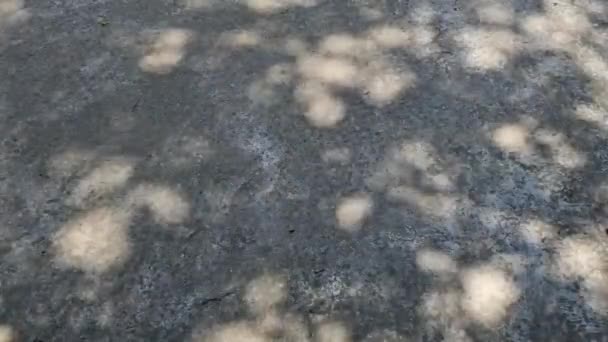 混凝土灰色背景上树叶和树枝的阴影 — 图库视频影像