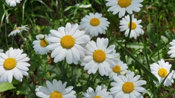 Beautiful Daisies Green Meadow Flowers Close White Petals Bright Yellow — Stock Video