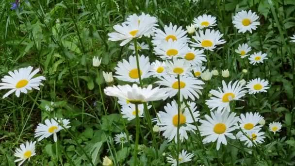 Schöne Gänseblümchen Auf Einer Grünen Wiese Weiße Blumen Blumenbeet Hof — Stockvideo