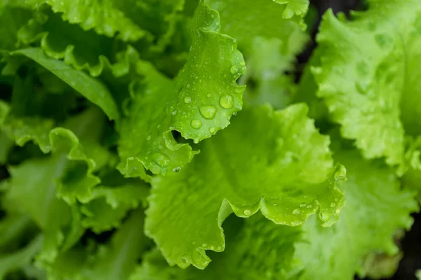 Su damlalarıyla kaplı sulu yeşil marul yaprakları. Salata. Yemek arkaplanı. Arkaplan