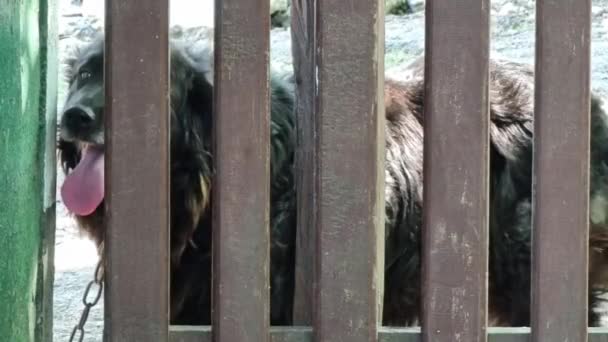 Seekor Anjing Hitam Besar Shaggy Pada Rantai Terlihat Melalui Batang — Stok Video