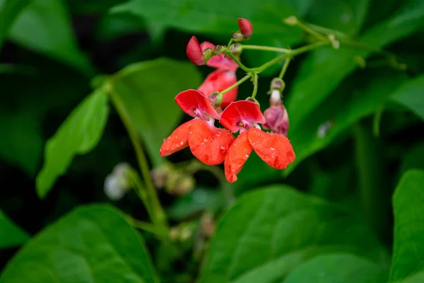 Цветочные Бобы Крупным Планом Красные Цветы Капельках Дождя Естественный Фон — стоковое фото