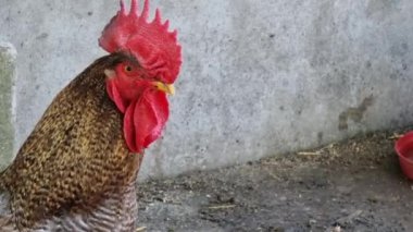 Çiftlik bahçesinde kırmızı bir tarakla büyük horoz yakın çekimleri.