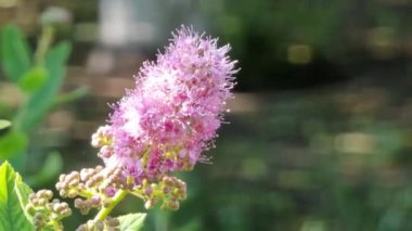Buddleya 'ya yakın çekim. Pembe çiçekli çalılar. Bahçede güneşli bir gün.