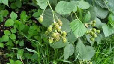 Yaz bahçesindeki bir dalda olgunlaşan yeşil böğürtlen..