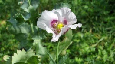 Mor haşhaş çiçeği gibi yakın plan. Güneşli bir yaz gününde hafif bir esinti bitkiyi sallar..