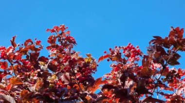 Sonbaharda kırmızıya boyanmış viburnum çalılığının tepesinde açık mavi bir gökyüzü, kırmızı yapraklar ve olgun böğürtlenler var..