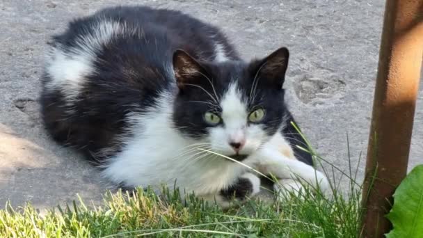 Yard Cat Black White Lies Concrete Path Look Camera — Stock Video