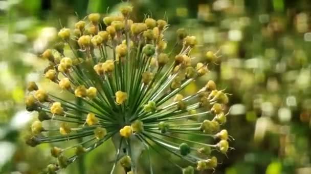 Overflowered Ozdobny Czosnek Kwiatostan Zbliżenie Rozmytym Zielonym Tle Bokeh Kołysząc — Wideo stockowe