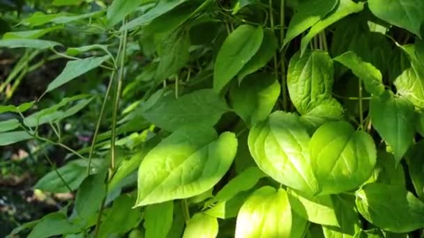 Frunze Verzi Decorative Grădină Strălucite Soare Într Vară Curată — Videoclip de stoc