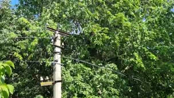 Power Line Pole Tegen Achtergrond Van Groene Bomen Het Dorp — Stockvideo