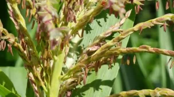 Maisblüten Nahaufnahme Oben Auf Der Pflanze Landwirtschaft — Stockvideo