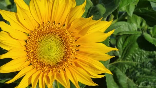 Närbild Stor Gul Blommande Solros Med Små Flugor Och Insekter — Stockvideo
