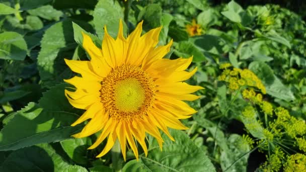 Zbliżenie Dużego Żółtego Kwitnącego Słonecznika Ogrodzie Domowym Rolnictwo — Wideo stockowe