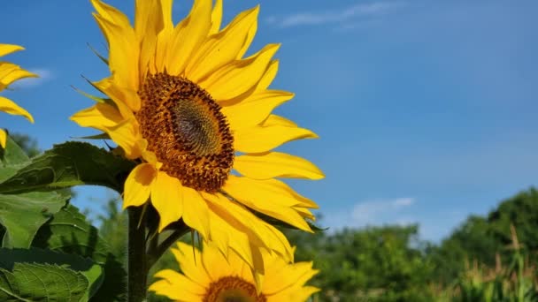 Blommande Solros Klarblå Himmel Nära Håll Soligt Väder Jordbruksföretag Och — Stockvideo