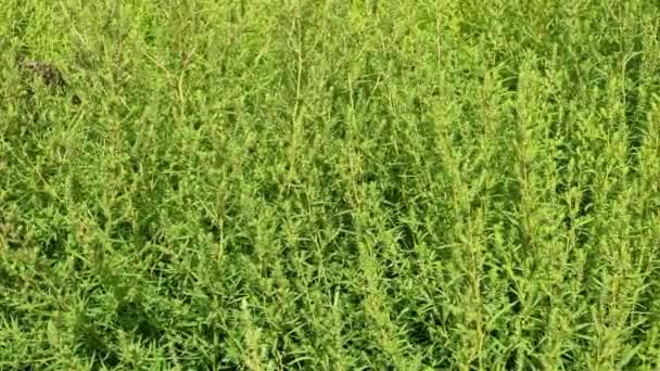 Cochia Chenopodiaceae Plante Herbacée Annuelle Verte Très Ramifiée Les Fleurs — Video