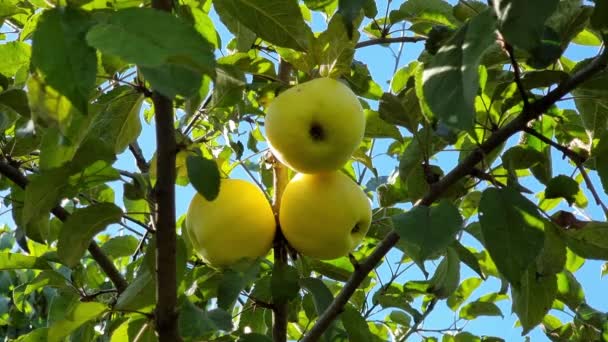 Três Maçãs Maduras Amarelas Ramo Uma Macieira Entre Folhas Jardim — Vídeo de Stock