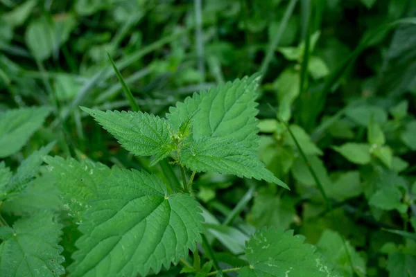Ortiga Verde Creciendo Bosque Cerca Fondo Natural Medicina Alternativa —  Fotos de Stock