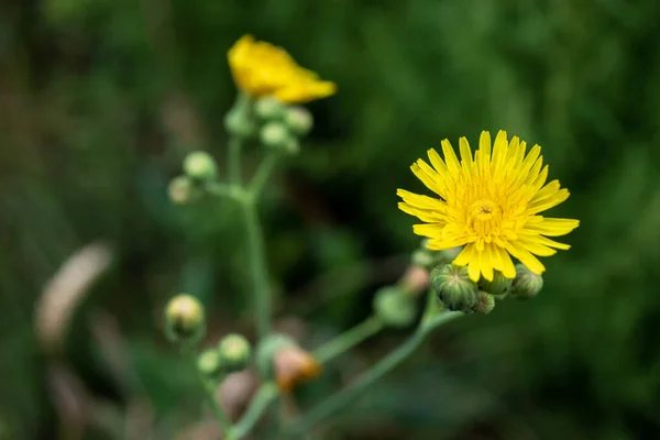 Yeşil Arka Planda Sarı Karahindiba Çiçeği Sığ Alan Derinliği Deve — Stok fotoğraf
