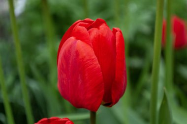 Bahçede büyük kırmızı bir lale, yeşil otların arka planına karşı. Bahçecilik ve çiçekçilik..