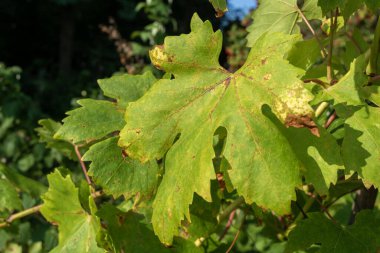 Sararmış yeşil üzüm yaprakları, yakından. Sonbahar geliyor. Arkaplan