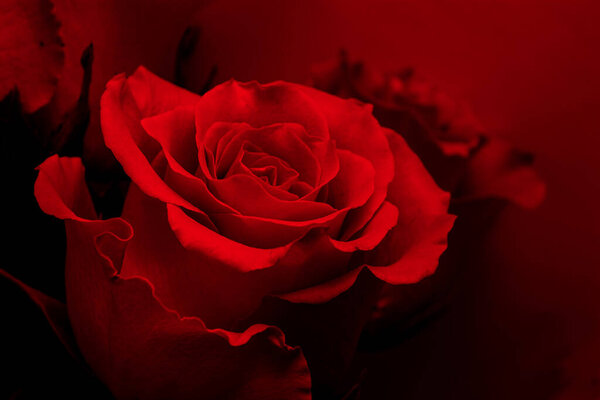 Red rose on a red dark background illuminated by red light, Valentine's Day concept. Romance, passion and love. Backdrop