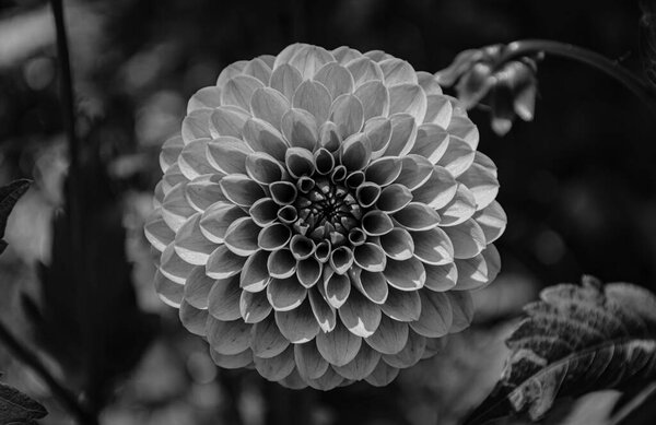 Fleur Dahlia Noir Blanc Dans Ton Monochrome Jardinage Contexte — Photo