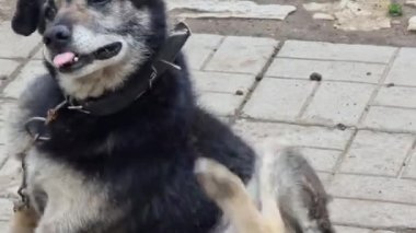 Tasmalı siyah köpek sokakta oturuyor ve kameraya bakıyor..