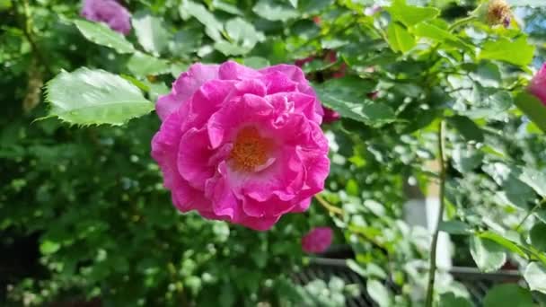Belle Rose Rose Fleurissant Dans Jardin Jour Été — Video
