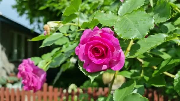 Mooie Roze Rozen Tuin Een Zonnige Zomerdag Tussen Groene Bladeren — Stockvideo