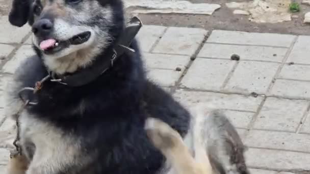 Tasmalı Siyah Köpek Sokakta Oturuyor Kameraya Bakıyor — Stok video