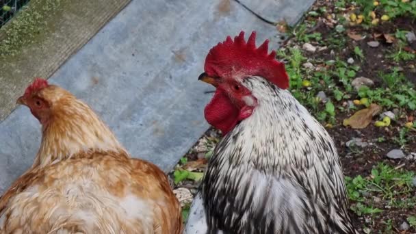 농장에서 닭고기와 카메라 렌즈로 보인다 — 비디오
