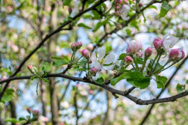Bahçede bir bahar günü tomurcuklarla çiçek açan elma dalı. Doğanın Uyanışı.