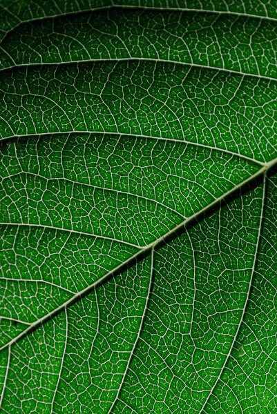 Close-up of green leaf texture for background and design work. Vertical photo. Backdrop