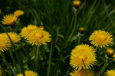 Yeşil bir tarladaki bir grup sarı karahindiba çiçeğinin fotorealistik görüntüsü. Çiçekler çiçek açmanın çeşitli aşamalarında, bazıları tamamen açık ve diğerleri hala tomurcuklanmakta. Çiçeklerin parlak sarı bir rengi ve yuvarlak, kabarık bir şekli var. Arka plan g