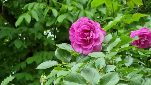 Mooie Roze Roos Tuin Een Achtergrond Van Groene Bladeren — Stockvideo