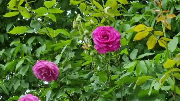 Mooie Roze Roos Bloemen Een Achtergrond Van Groene Bladeren Tuin — Stockvideo