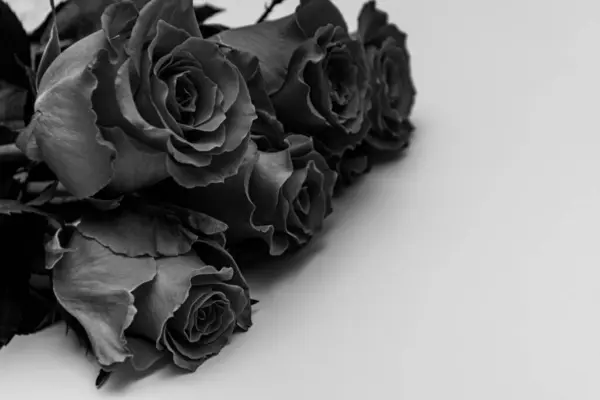 Black roses on a white background. Black and white photo. The flowers are arranged in a diagonal line across the image and they are in full bloom with many petals. The color of the roses is dark and the texture is velvety.