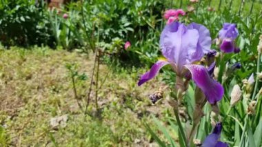 Mor iris güneşli bir yaz gününde bahçede açar..