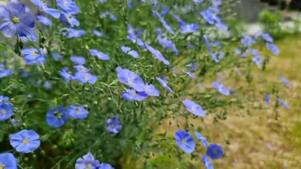 Niebieskie Kwiaty Lnu Linum Usitatissimum — Wideo stockowe