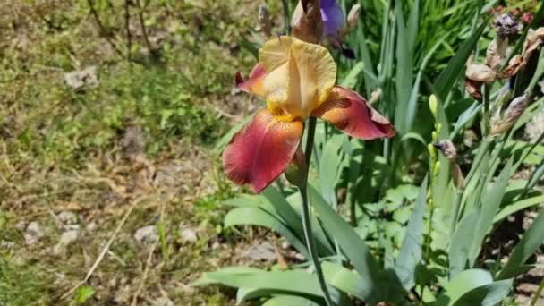 Una Hermosa Flor Iris Terracota Sobre Fondo Hierba Verde Jardín — Vídeos de Stock
